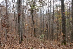 Autumn Ridge Tract 22