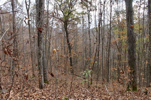 Autumn Ridge Tract 22