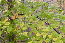 property photo for Autumn Ridge Tract 24, 15.51 acres for sale in Leslie County, Kentucky