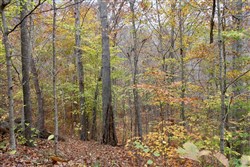 property photo for Autumn Ridge Tract 24, 15.51 acres for sale in Leslie County, Kentucky