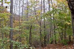property photo for Autumn Ridge Tract 24, 15.51 acres for sale in Leslie County, Kentucky