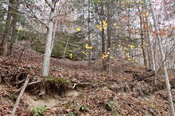property photo for Autumn Ridge Tract 3, 8.19 acres for sale in Leslie County, Kentucky