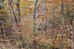 Autumn Ridge Tract 4
