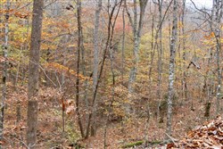 Autumn Ridge Tract 4