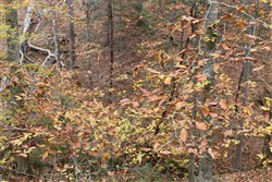 Autumn Ridge Tract 4