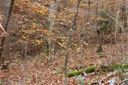 Autumn Ridge Tract 4