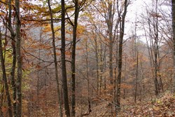 property photo for Autumn Ridge Tract 6, 10.29 acres for sale in Leslie County, Kentucky