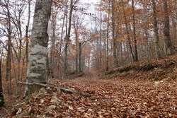 property photo for Autumn Ridge Tract 6, 10.29 acres for sale in Leslie County, Kentucky