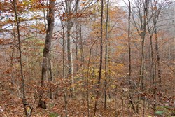 property photo for Autumn Ridge Tract 6, 10.29 acres for sale in Leslie County, Kentucky