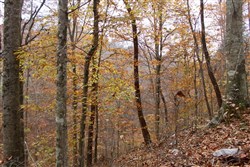 property photo for Autumn Ridge Tract 6, 10.29 acres for sale in Leslie County, Kentucky