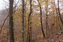 property photo for Autumn Ridge Tract 6, 10.29 acres for sale in Leslie County, Kentucky