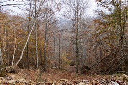 property photo for Autumn Ridge Tract 7, 11.51 acres for sale in Leslie County, Kentucky