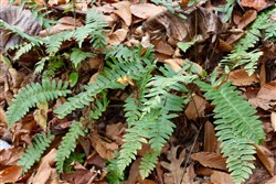 property photo for Autumn Ridge Tract 7, 11.51 acres for sale in Leslie County, Kentucky