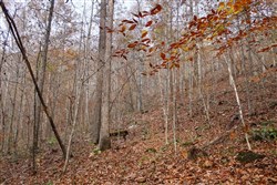 Autumn Ridge Tract 8