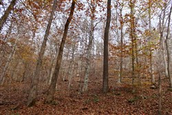 Autumn Ridge Tract 8