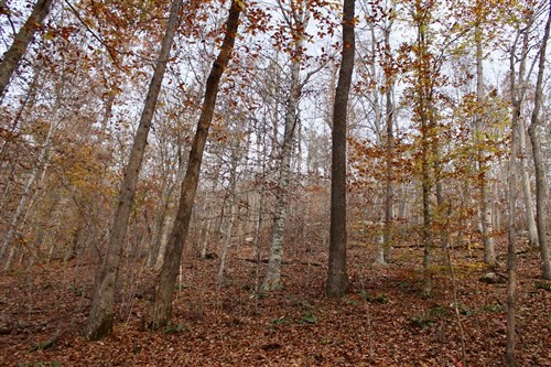 Autumn Ridge Tract 8