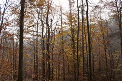 Autumn Ridge Tract 8