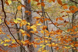 Autumn Ridge Tract 8