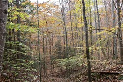 property photo for Autumn Ridge Tract 9, 12.47 acres for sale in Leslie County, Kentucky