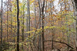property photo for Autumn Ridge Tract 9, 12.47 acres for sale in Leslie County, Kentucky