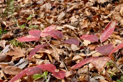 property photo for Autumn Ridge Tract 9, 12.47 acres for sale in Leslie County, Kentucky