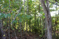property photo for Black Oak Ranch Tract 1, 9.11 acres for sale in Rockcastle County, Kentucky