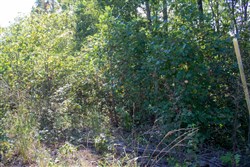 property photo for Black Oak Ranch Tract 1, 9.11 acres for sale in Rockcastle County, Kentucky