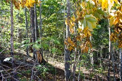 Black Oak Ranch Tract 2