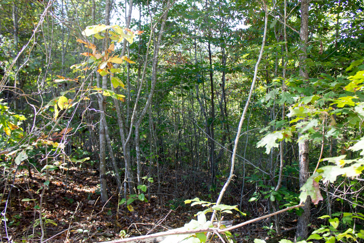 Tract 3 at Black Oak Ranch in Rockcastle County, Kentucky