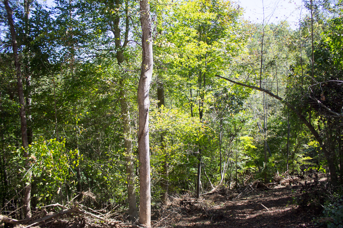 Tract 4 at Black Oak Ranch in Rockcastle County, Kentucky