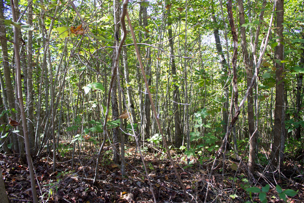 Tract 6 at Black Oak Ranch in Rockcastle County, Kentucky