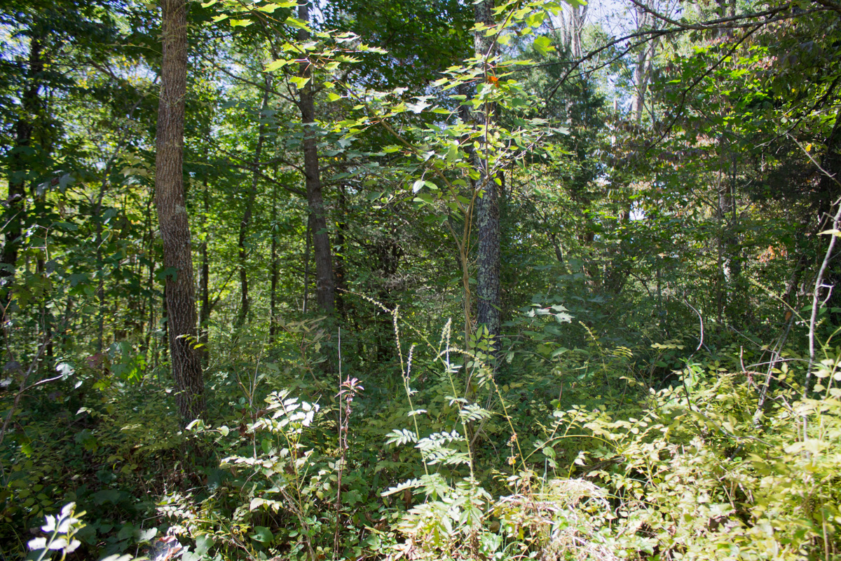 Tract 9 at Black Oak Ranch in Rockcastle County, Kentucky