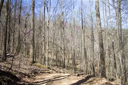 Chestnut Oak Ridge Tract 1