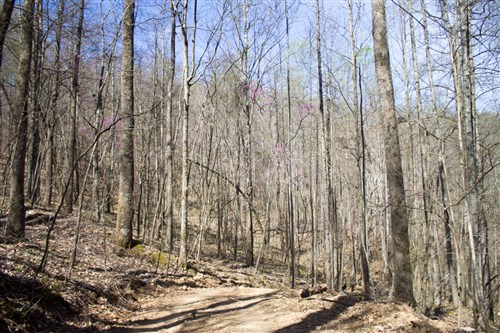 Chestnut Oak Ridge Tract 1