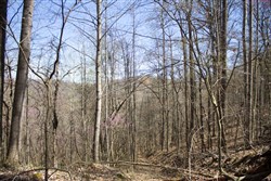 Chestnut Oak Ridge Tract 1