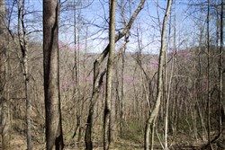 Chestnut Oak Ridge Tract 1