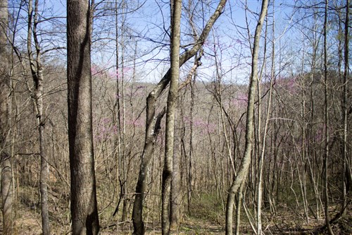 Chestnut Oak Ridge Tract 1