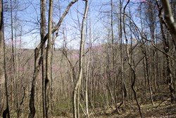 Chestnut Oak Ridge Tract 1