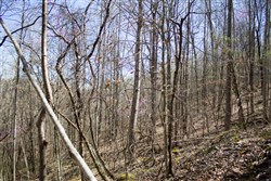 Chestnut Oak Ridge Tract 1