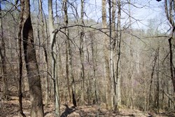 Chestnut Oak Ridge Tract 1