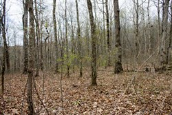 Chestnut Oak Ridge Tract 13