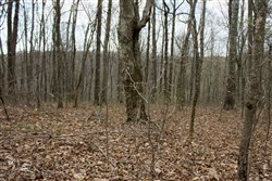 Chestnut Oak Ridge Tract 13