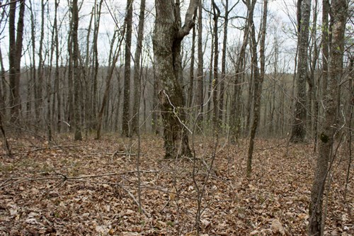 Chestnut Oak Ridge Tract 13