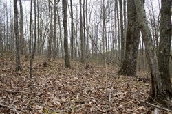 Chestnut Oak Ridge Tract 13