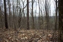 property photo for Chestnut Oak Ridge Tract 14, 13.03 acres for sale in Rockcastle County, Kentucky