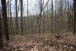 property photo for Chestnut Oak Ridge Tract 14, 13.03 acres for sale in Rockcastle County, Kentucky