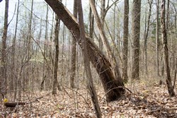 property photo for Chestnut Oak Ridge Tract 14, 13.03 acres for sale in Rockcastle County, Kentucky