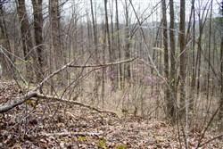 property photo for Chestnut Oak Ridge Tract 14, 13.03 acres for sale in Rockcastle County, Kentucky
