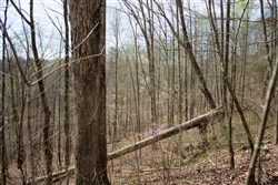 property photo for Chestnut Oak Ridge Tract 14, 13.03 acres for sale in Rockcastle County, Kentucky