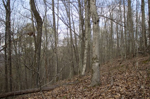 Chestnut Oak Ridge Tract 18